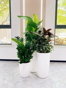 宁波杭州湾植物出租价格